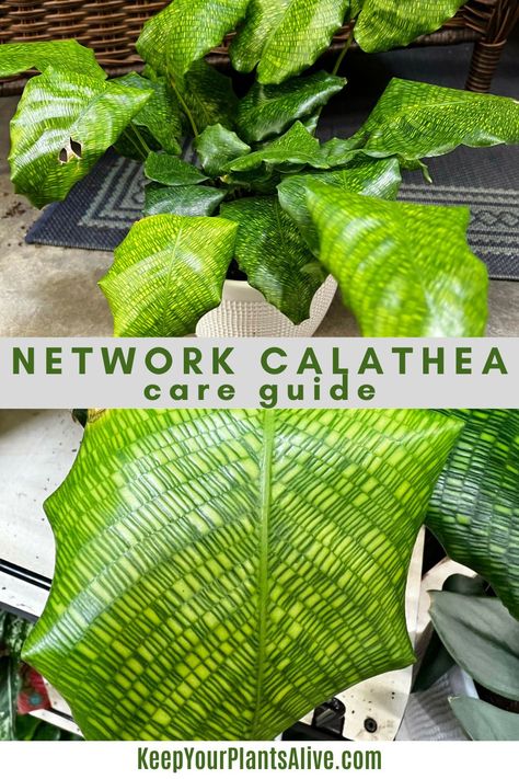 Calathea Network Plant, Calathea Network, Leaves Meaning, Growing Garden, Plant Wishlist, Calathea Plant, Growing Gardens, Plants Indoor, How To Grow Taller