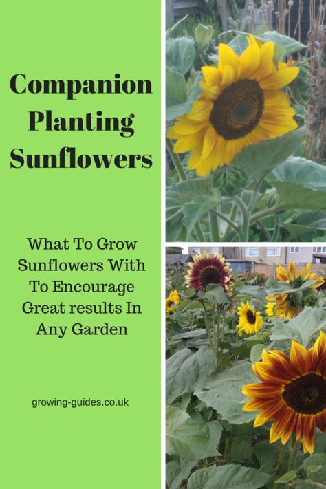 Sunflowers In Vegetable Garden, Sunflower Planter Ideas, Sunflowers Planting Ideas, Sunflower Companion Plants, Sunflowers Growing, Perennial Sunflower, Allotment Ideas, Companion Planting Chart, Companion Planting Vegetables