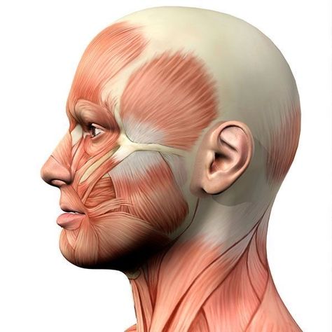 Face Muscles Anatomy, Facial Muscles Anatomy, Anatomy Muscles, Side View Of Face, Anatomy 101, Human Muscle Anatomy, Muscles Of The Face, Human Body Anatomy, Drawing Heads