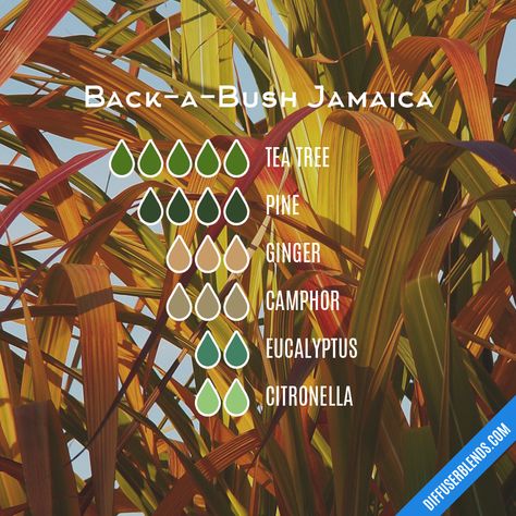 Back-a-Bush Jamaica — Essential Oil Diffuser Blend Insect Repellent Essential Oils, Magick Oil, Wallflower Refill, Scent Blends, Growing Rosemary, Essential Oil Combinations, Essential Oil Diffuser Blends Recipes, Essential Oil Carrier Oils, Essential Oils Herbs