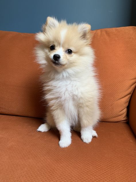 Pomchi Dogs, Pomeranian Chihuahua Mix, Pomeranian Chihuahua, Pomeranian Mix, Babies Stuff, Chihuahua Mix, Dog Mom, Chihuahua