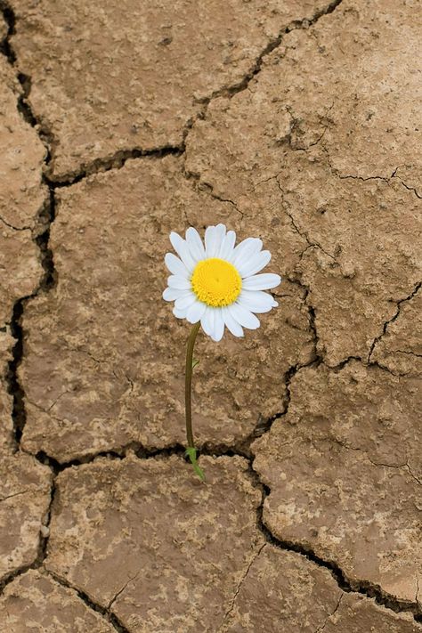 Flower Growing Out Of Concrete, Flower Growing, Stone Photography, Dry Land, Daisy Flower, Daisy, Stone, Flowers, Photography