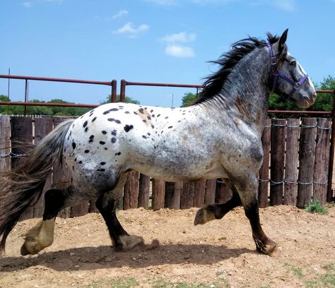 Fantasy Mounts, Draft Horse Breeds, Rare Horse Breeds, Unusual Horse, Horse Markings, Horse Reference, Into The Void, Horse Colors, Draft Horse