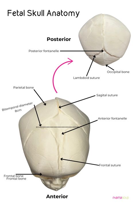 Our true to size, 40-week 3D-printed fetal skull is the perfect tool to teach parents, nursing students, midwifery and medical students about the anatomy of the fetal head. #nursingstudent #medicalstudent #midwife #doula #birthclass Birth Education, Stages Of Labor, Birthing Classes, Medical Students, Teaching Tools, Nursing Students, 3d Printed, Instagram Followers, Anatomy