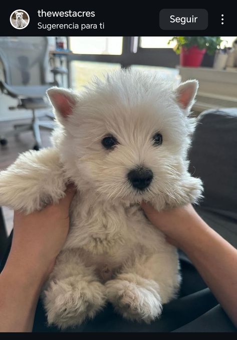 West Highland White Terrier Puppies, West Highland Terrier Puppy, Westie Puppies, Westie Dogs, Puppies And Kitties, White Terrier, White Dog, West Highland White Terrier, Cute Dogs And Puppies