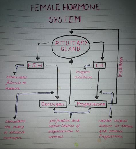 Fsh Hormone, Zoology Notes, Function Diagram, Exocrine Gland, Bio Notes, Medicine Illustration, Female Hormone, Biology Revision, Human Biology