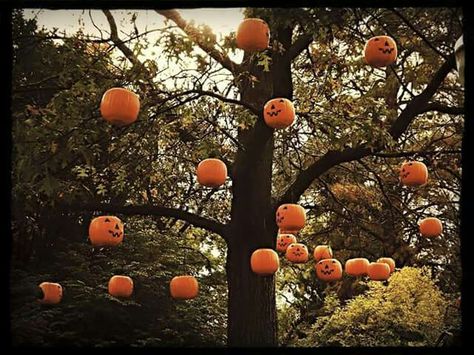 Pumpkin Bucket Archway, Halloween Decorations Outdoor Hanging From Tree, Plastic Pumpkins Bucket Arch, Spooky Outdoor Halloween Decor, Plastic Pumpkins Bucket, Vintage Halloween Candy Buckets, Pumpkin Tree, Diy Halloween Treats, Halloween Diy Outdoor