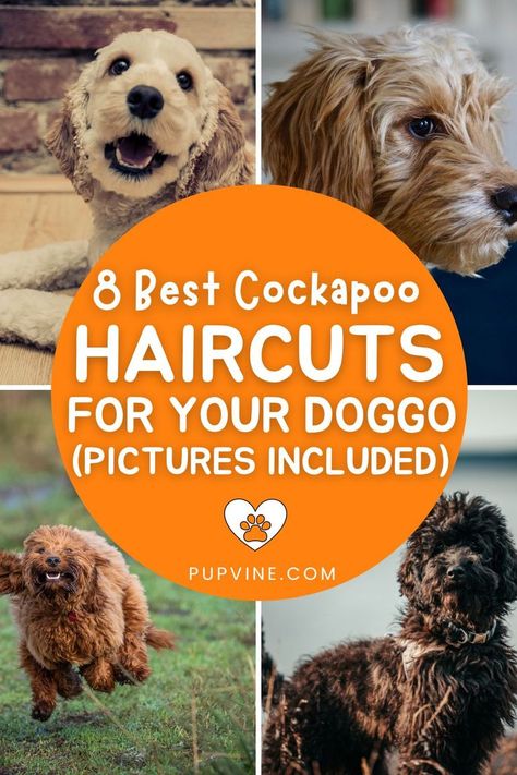 Cockapoo haircuts suggestions that will make your pup irresistible. Plus tips for easier grooming at home and tools you might need. Cockapoo Haircut, Cockapoo Grooming, Puppy Training Guide, Goldendoodle Grooming, Puppy Haircut, Dog Grooming Styles, Puppy Grooming, Cockapoo Dog, Dog Haircuts