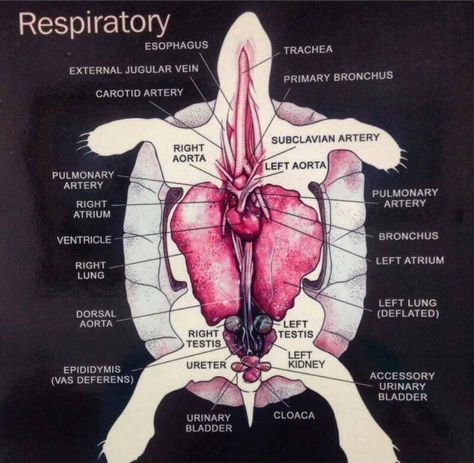 Turtle basic anatomy Turtle Anatomy, Alligator Snapping Turtle, Eastern Box Turtle, Basic Anatomy, Map Turtle, Tortoise Care, Red Eared Slider, Carotid Artery, Snapping Turtle