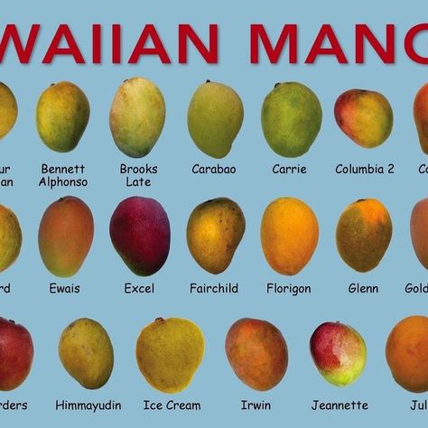 Asato Family Shop on Instagram: "🥭 Did you know there are at least 500 varieties of Mango and up to 1000 in the world!? 🤯 Let us know your favorite Mango varieties in the comments below ⬇️ We’re super excited to be launching Mango Month this Sunday!! 

🚐 Ewa pop-up this Saturday 5/04 at Geiger Park 11am-1pm! Check out our InstaStories to see the special flavors we’re bringing out!" Mango Varieties, Super Excited, Did You Know, Pop Up, Mango, Product Launch, Bring It On, Let It Be, The World