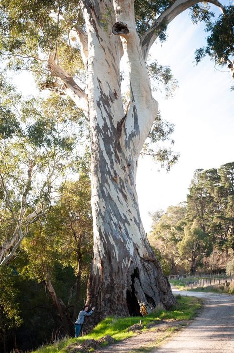 Eucalyptus Camaldulensis, Old Warrior, Bygone Era, South Australia, Hanging Out, Landscape Design, Tree Trunk, Design Ideas, Trees