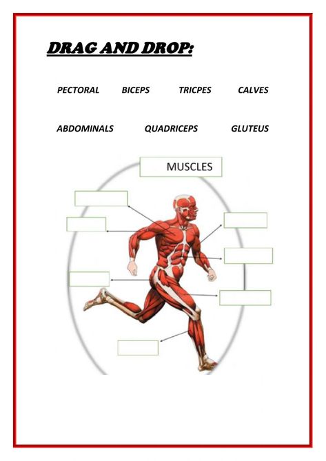 Muscles interactive exercise for 2º Muscles Worksheet, Respiratory System, Summer School, School Subjects, Online Workouts, Google Classroom, School Ideas, Biology, Muscles