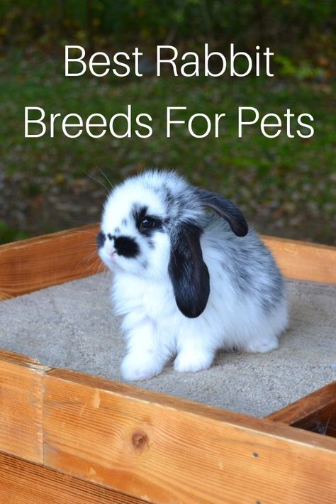 A list of the best rabbit breeds for pets. Tips to choose the friendliest breed rabbit so you have the best pet. Small Bunny Breeds, Giant Rabbit Breeds, Meat Rabbits Breeds, Pet Bunnies, Outdoor Rabbit Hutch, Pet Rabbit Care, Bunny Cage, Giant Rabbit, Meat Rabbits