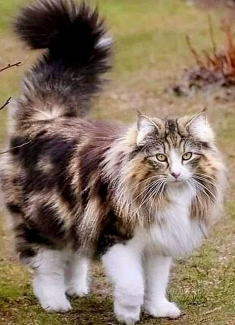 Maine Cooney Cats, Cats Reference, Warrior Cats Ideas, Most Popular Cat Breeds, Gatos Cool, Popular Cat Breeds, Animal Poses, Selkirk Rex, Most Beautiful Cat