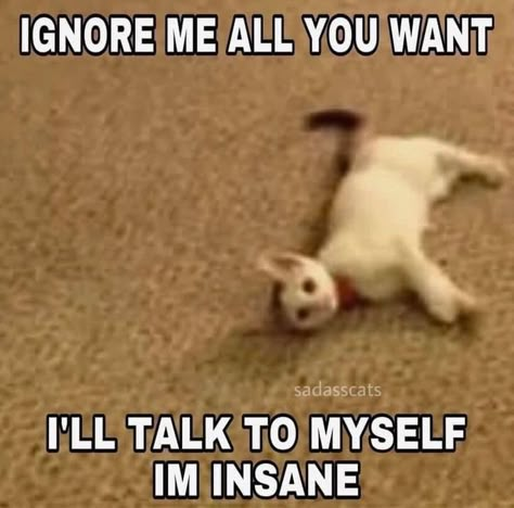 Funny Looking Cats, Cats Pictures, Silly Cats Pictures, Funny Animal Jokes, Funny Reaction, Silly Animals, Very Funny Pictures, Silly Goofy, Funny Reaction Pictures