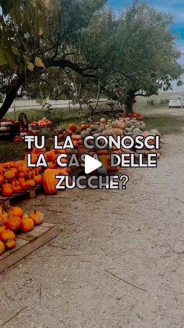 Yallers ® Italia 🇮🇹 on Instagram: "Conosci la casa delle zucche? 🎃
.
Si trova ad un’oretta da Bologna, più precisamente a Longastrino.

🚗Per arrivare in questo luogo dovrai mettere su Maps La Casa Delle Zucche, Argenta.

🕓È aperta tutti i giorni, orario continuato dalle 9 alle 18.30.
.
E tu hai preparato la tua zucca di Halloween? 🥰

📍Casa Delle Zucche, Longastrino

Autrice del reel :
@bolognesediadozione
 
📌 Segui la nostra pagina e utilizza il nostro hashtag #yallersitalia per essere inserito nella galleria.

Selezione a cura di @asia.monticelli

#emiliaromagna #emiliaromagnagram #yallersemiliaromagna #casadellezucche #argenta #longastrino # #italiait #italiainfoto #italiadascoprire #instaemiliaromagna #visitemiliaromagna #whatitalyis #italia #regioneemiliaromagna" Bologna, Halloween, On Instagram, Instagram