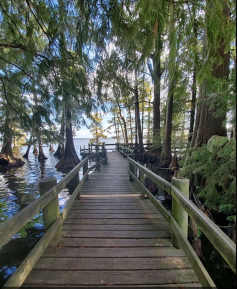 The Reelfoot Lake Boardwalk Hike In Tennessee That Leads To Incredibly Scenic Views New Madrid, Tennessee Travel, Tennessee Vacation, Travel Inspiration Destinations, National Parks Trip, Memphis Tn, Future Travel, Vacation Places, Hiking Trip