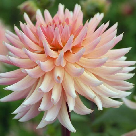 Dahlia Henriette, Cactus Dahlia, Easy Perennials, Rose Fushia, Fragrant Garden, Gladioli, Rose Orange, Plant Combinations, Dahlia Flower