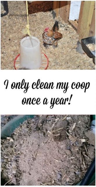 I only clean my chicken coop once a year using the deep litter method. #chickencoop #deeplitter Coop Spray, Deep Litter Method, Chicken Coop Blueprints, Urban Chicken Farming, Small Chicken Coops, Chicken Poop, Portable Chicken Coop, Urban Chickens, Backyard Chicken Farming