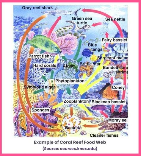 Coral Reef Food Web, Grey Reef Shark, Coral Reef Ecosystem, Life Underwater, Hard Coral, Parrot Fish, Coral Bleaching, Marine Pollution, Cleaning Fish