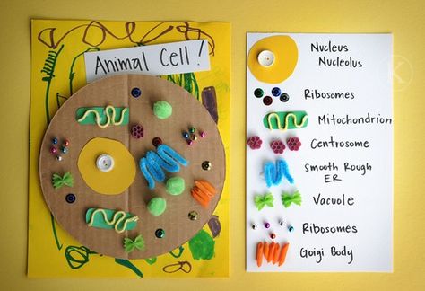 Life Science for 7th grade study hall. Would be neat to have one of these in the classroom for them to study with! Make a plant cell too. Animal Cell Project, Cell Project, Science Cells, Plant And Animal Cells, Cells Project, Cell Model, 7th Grade Science, 4th Grade Science, 6th Grade Science