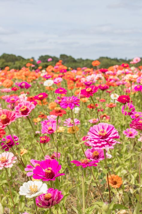 Zinnia Aesthetic, Zinnia Field, Zinnia Flower Aesthetic, Pink Zinnias, Zinnia Botanical Illustration, Dreamland Zinnias, Zinnia Flowers, Parts Of A Plant, Indian Summer