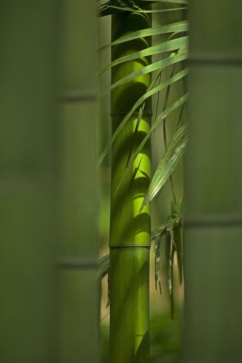 Spa Branding, Chinese Bamboo, Photo Focus, Bamboo Tree, Bamboo Forest, Landscape Fabric, Tree Photography, Green Nature, Abstract Nature