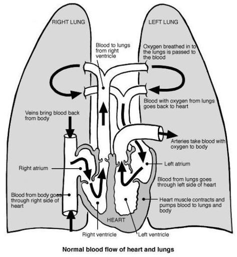 Basic Anatomy, Medicine Studies, Cardiac Nursing, Nursing School Survival, Nurse Rock, Respiratory Therapy, Nursing School Studying, Nursing School Tips, Medical School Studying