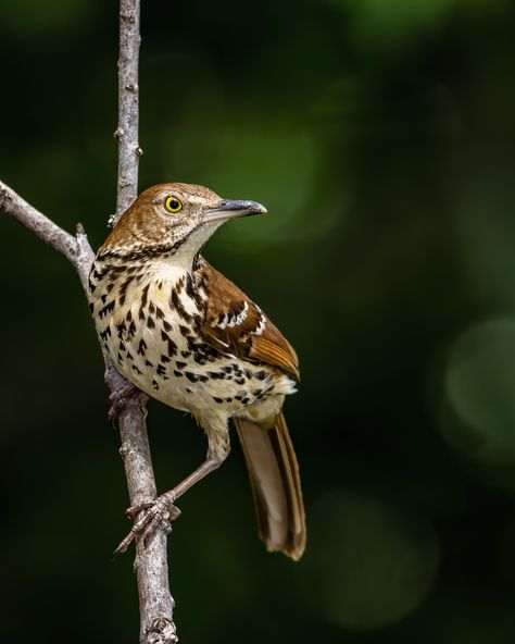 Brown Thrasher Birds, Brown Thrasher Tattoo, Thrasher Tattoo, Brown Birds, Brown Thrasher, American Birds, Candle Logo, Animal Ideas, Animal Reference