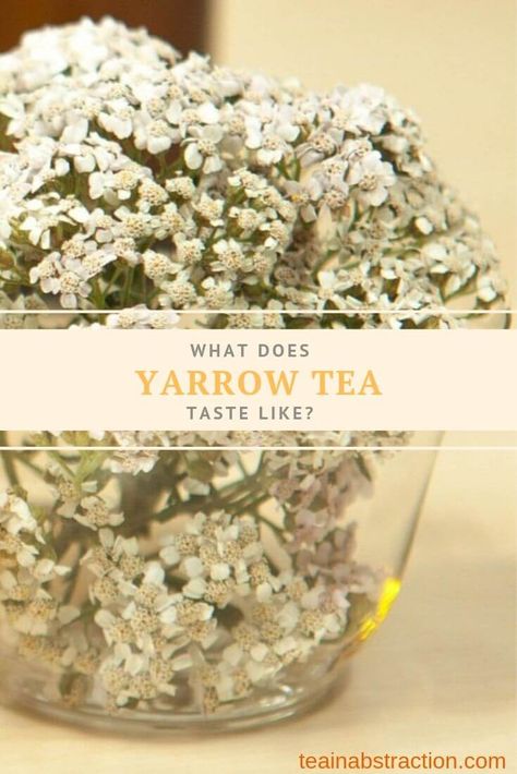 What Does Yarrow Tea Taste Like? Yarrow Tea Recipe, Yarrow Tea Benefits, Yarrow Tea, Yarrow Flower, Cooking Herbs, Mint Tea, Hibiscus Tea, Herbal Infusion, Tea Benefits