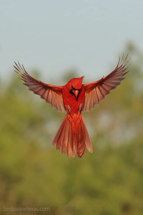 Cardinal Reference Photo, Cardinal Bird Photography, Quilting Tattoos, Cardinal In Flight, Cardinal Bird Tattoos, Cardinals Wallpaper, Edinburg Texas, Cardinal Tattoos, Song Birds