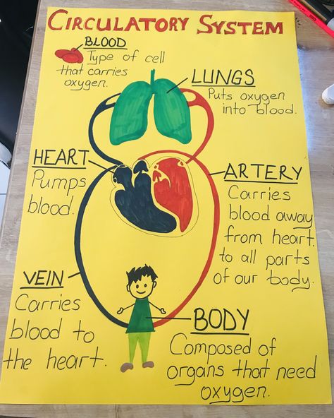 Year 6 Circulatory System, Circulatory System Anchor Chart, Circulatory System Activities For Kids, Cardiovascular System Project, Circulatory System Drawing, Circulatory System Model, Circulatory System Diagram, Circulatory System Projects, Circulatory System For Kids