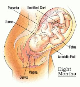 What is the stages of embryo ( fetus ) development ? Cryptic Pregnancy Belly, Cryptic Pregnancy, Stages Of Fetal Development, Pregnancy Period, Student Midwife, Gestational Age, Pregnancy Hormones, Polycystic Ovarian Syndrome, Fetal Development