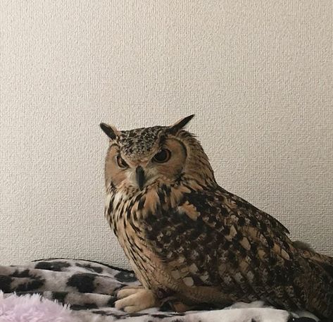 Owl Pet Aesthetic, Brown Owl Aesthetic, Owl Aesthetic Cute, Pet Owl Aesthetic, Tawny Owl Aesthetic, Great Horned Owl Aesthetic, Owls Aesthetic, Owl Aesthetic, Owl Icon