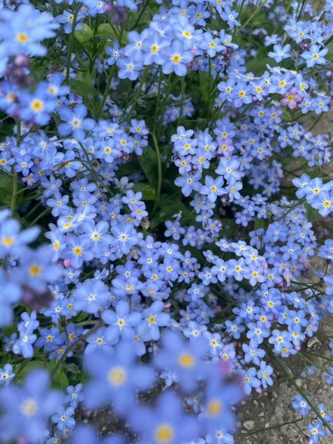 Forget me not flower may love happiness spring lovely lilac field of flowers Forget Me Nots Flowers, Food Anime, Pinterest Photography, Boquette Flowers, Ad Astra, Nothing But Flowers, Forget Me Nots, Flower Therapy, Pretty Plants