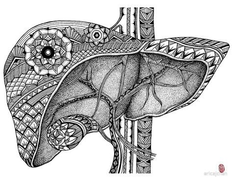 Liver by ericajchen Organs Art, Organ Art, The Human Anatomy, Human Organs, Medical Tattoo, Easy Mandala Drawing, Witch Tattoo, Pop Art Women, Mandala Art Therapy