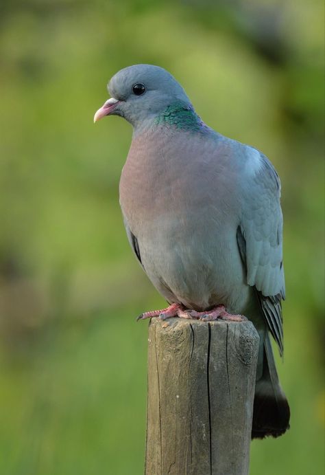 Stock Dove, Dove Pigeon, Crows Ravens, Art Challenge, Bird Art, Pigeon, Paloma, Pet Birds, Birds