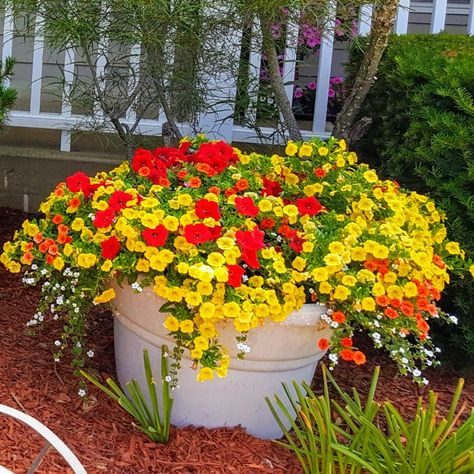 Yellow Petunias In Pots, Yellow Flower Pots Planters, Red And Yellow Flowers In Planters, Red And Purple Flower Containers, Orange Flowers Hanging Baskets, Red Brick House, House Plants Decor, Container Flowers, Flower Planters