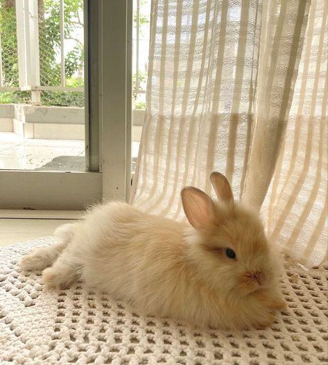 Bunny Rabbit Aesthetic, Bunnies Aesthetic, Light Brown Bunny, Rabbit Aesthetic, Bunny Fluffy, Tan Bunny, Bunny Icon, Golden Bunny, Bunnies Cute