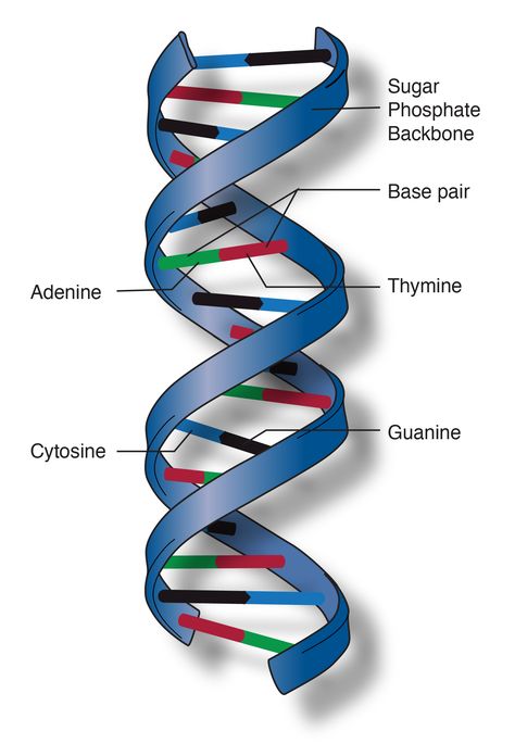 Dna Structure Model, Dna Double Helix Model, Dna Model Project, Microbiology Study, Dna Facts, Helix Shape, Dna Project, Cells Project, Biology Projects