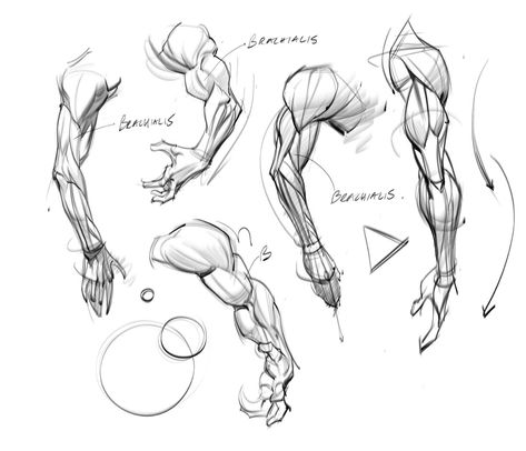 Character Design Ideas, Oc Character Design, Arm Anatomy, Human Body Drawing, Oc Character, Human Anatomy Drawing, Body Sketches, Human Figure Drawing, Human Anatomy Art