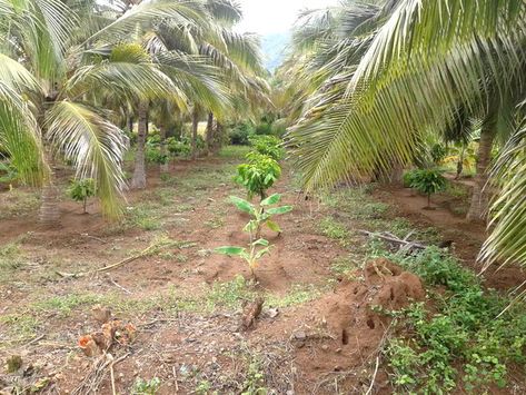 Growing Cacao Trees, Cacao Ceremony Spiritual, Cocoa Vs Cacao, Ceremonial Cacao Benefits, Cacao History, Insect Pest, Shade Trees, Organic Fertilizer, Dried Beans