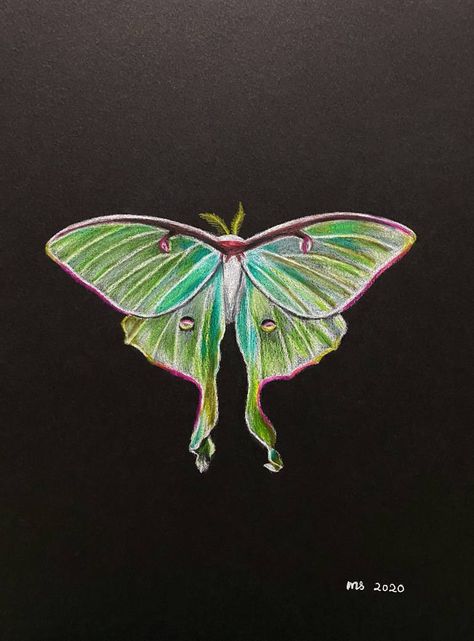 Colored Pencil Drawing Black Paper, Cool Drawings On Black Paper, Realism Drawings Colored Pencils, Colorful Moth Art, Moth Colored Pencil Drawing, Black Paper Illustration, Colored Pencils On Black Paper, Drawing On A Black Paper, Colored Pencil Black Paper