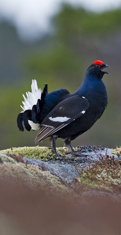 Black Grouse - Male (Tetrao tetrix) breeds across Northern Eurasia Wild Ducks, Regard Animal, Pheasant Hunting, Crazy Bird, British Birds, Wild Creatures, Game Birds, Nature Birds, Exotic Birds