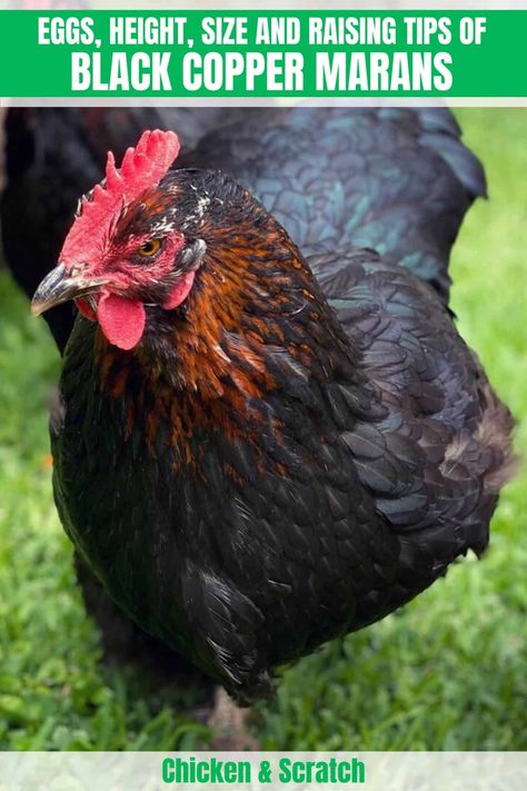 Black Copper Marans: Eggs, Height, Size and Raising Tips Copper Maran, Maran Chickens, Black Copper Marans, Types Of Chickens, Selective Breeding, Egg Production, Mini Farm, Chicken Scratch, Chicken Diy