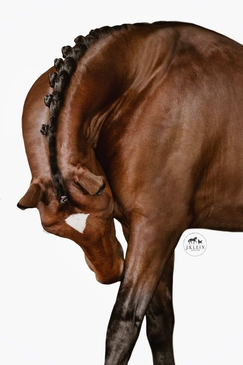 Horse Feet Drawing, Quarter Horse Photography, Photography For Drawing, Horse Hay, Feet Drawing, Horse Photographer, Horse Inspiration, Equestrian Art, Thoroughbred Horse