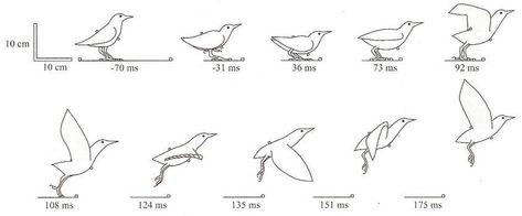 https://encrypted-tbn0.gstatic.com/images?q=tbn:ANd9GcRf2jqb7NYU8lvCB28u2S1FLTPG8iNKbpd9Og&usqp=CAU Bird Flying Sequence, Bird Taking Flight Drawing, Bird Flight Cycle, Bird Wingspan, Bird Taking Off, Bird Taking Flight, Bird Animation, European Starling, Flying Bird Silhouette