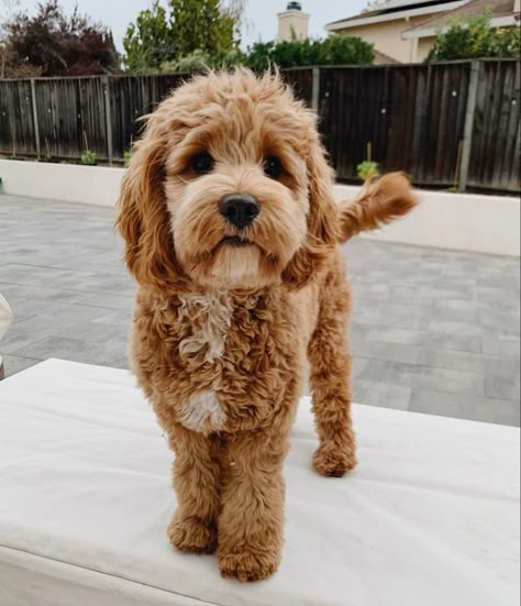 Mini Cockapoo, Poodle Hairstyles, Mini Labradoodle, Mini Golden Doodle, Toy Poodle Puppy, I Want To Cuddle, Cats And Birds, Too Cute To Handle, Mini Goldendoodle Puppies