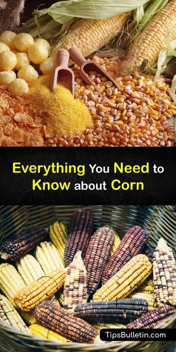 Corn, or maize in British English, originated in South America and spread around the globe. In addition to fresh corn cobs, corn by-products like corn flour and corn starch are widely used, and dent corn or field corn provides grain to livestock worldwide. #corn #growing Corn Growing, Corn Products, Flint Corn, Genetic Modification, Field Corn, Covered Backyard, Corn Grain, Growing Corn, Corn Stalks