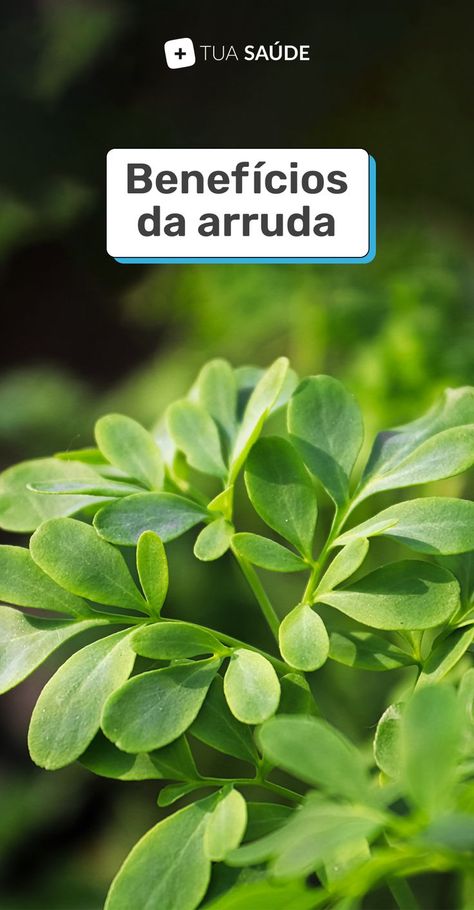 A arruda é uma planta medicinal que possui propriedades anti-inflamatórias, vermífugas, emenagogas e analgésicas, ajudando na regulação da menstruação e no tratamento de varizes, verminoses e sarna, por exemplo. Veja para que serve a arruda e como preparar o chá. Moringa Benefits, Miracle Tree, Lower Ldl Cholesterol, Moringa Powder, Herbal Recipes, Healthy Benefits, Herbs For Health, Reduce Cholesterol, Natural Health Tips